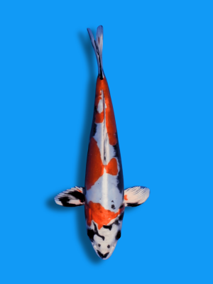 Beni Kikokuryu | Koi&Co.